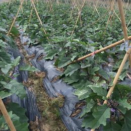 黑色除草膜、硕泰，东莞黑色除草膜厂家、黑色除草膜批发