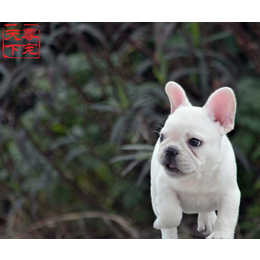 尊宠天下(图)|北京法牛犬幼犬哪家好|北京法牛犬幼犬