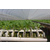 立体草莓种植槽厂家*定制各种草莓种植槽无土栽培槽缩略图4
