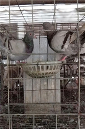 乳鸽鸽子养殖技术-山东中鹏农牧(在线咨询)-江苏鸽子养殖技术