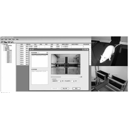 大小鼠十字迷宫视频分析系统高架十字迷宫系统