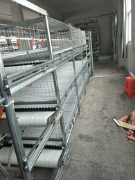 鸡笼规格尺寸-胶州鸡笼-运盈机械鸡笼厂家(查看)