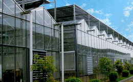 连栋温室大棚|齐鑫温室园艺|阳光板连栋温室大棚