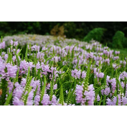 山合水假*、柳叶*、一年生草花耐寒宿根花卉、湖南草花