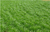 混播黑麦草哪家好-武汉黑麦草-寿县绿友草坪种植基地缩略图1