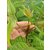 湖州泰山红油香椿苗|  柏源农业科技公司缩略图1