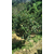 供应茶花高度2米小灌丛批发 农户自种自销绿化 缩略图3