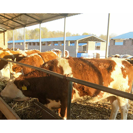 西门塔尔牛批发价格,青海西门塔尔牛,富贵肉牛养殖