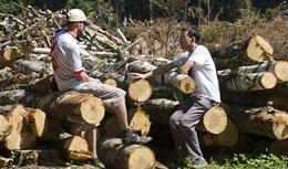 苏州进口原木木材要缴纳哪些税金