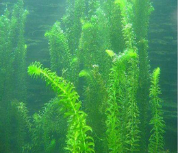 焦作伊乐藻价钱-众禾水生植物质量优-高产伊乐藻价钱