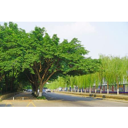 工厂行道树价格|农梦达生物工程|新洲行道树