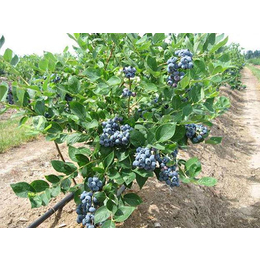 奥尼尔蓝莓苗,双湖园艺,蓝莓苗