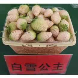乾纳瑞农业|池州草莓苗|四季草莓苗批发价