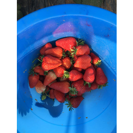 乾纳瑞农业(在线咨询),烟台草莓苗,哪里有草莓苗