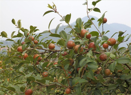 油茶树苗基地-黔东南油茶树苗-油茶苗圃基地油茶苗