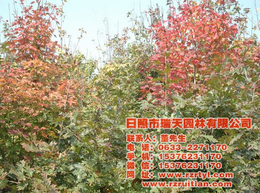 欧洲红栎小苗-瑞天农林-欧洲红栎小苗地径