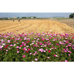 南京巴山洛水(图)、花海设计、花海