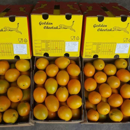 南非 Cambria进口当季薄皮脐橙鲜果榨汁网红饮品批发供应