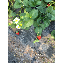 达塞草莓苗批发价、贵州草莓苗、乾纳瑞农业