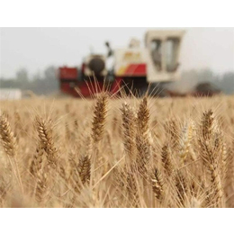 大量求购小麦-枣阳市汉光农业-辽阳求购小麦