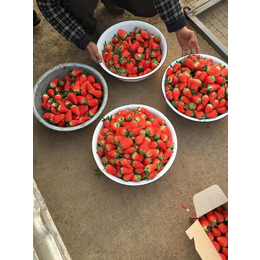 乾纳瑞农业科技公司售(图)_草莓苗哪里便宜_草莓苗