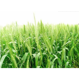 浙江求购小麦-汉光农业有限公司-大量求购小麦