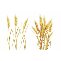 梅州求购小麦|汉光农业有限公司|现金求购小麦