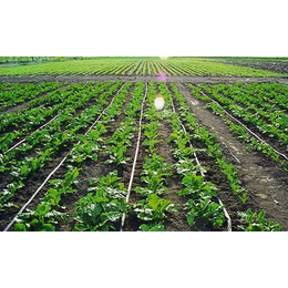 水肥一体化|欣农科技|水肥一体化设备