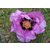 广东紫斑牡丹,什么是紫斑牡丹,保康牡丹(推荐商家)缩略图1