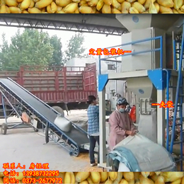 自动灌包机 小麦定量分装 50公斤一包 粮食颗粒 计量打包