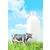 澳洲大草原进牛奶的报关流程缩略图1