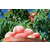 砀山桃子-范建立副食价格合理-砀山桃子之乡缩略图1