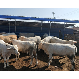 忻州夏洛莱肉牛|富贵肉牛养殖|哪里出售夏洛莱肉牛