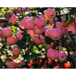 河北美邦(图)-苹果产地-通辽苹果
