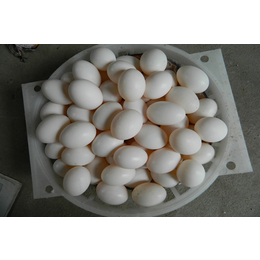 鸽蛋作用|葫芦岛鸽蛋|山东中鹏农牧(在线咨询)