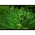白洋淀绿荷水生植物(图)|粉绿狐尾藻批发|狐尾藻缩略图1