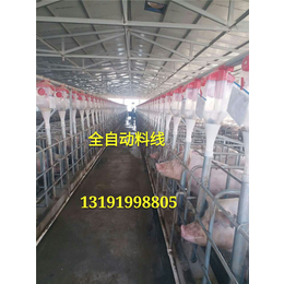 供应猪场安装自动化喂料系统
