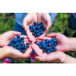 绿宝石蓝莓苗-柏源农业-绿宝石蓝莓苗价格