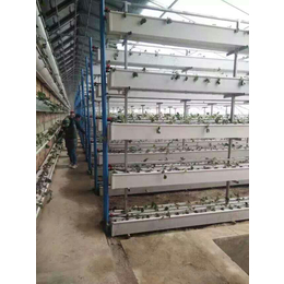 立体种植架 大棚有机蔬菜种植架