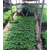 绿色健康蔬菜供应,天津市萱庭果蔬,红桥绿色健康蔬菜缩略图1