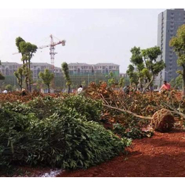 萍乡绿化苗木-景致花园绿化-苗木绿化基地