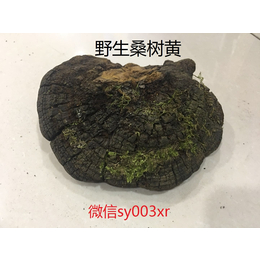 纯正长白山*桑树桑黄