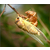 金蝉养殖孵化-亿鸣金蝉品种纯-金蝉养殖孵化前景缩略图1