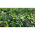 鲁甸蓝莓,百色农业科技公司,蓝莓基地缩略图1