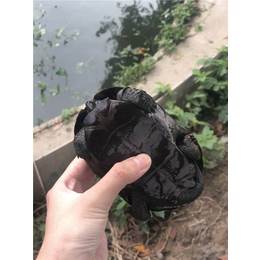 乌龟养殖场|广州乌龟养殖场|白云区乌龟养殖场