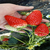 阜阳草莓苗,建德草莓苗,法兰地草莓苗批发基地缩略图1