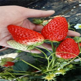 阜阳草莓苗,建德草莓苗,法兰地草莓苗批发基地