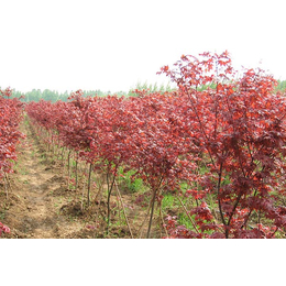 泰安亿发园林(图),3公分红枫基地,沧州3公分红枫
