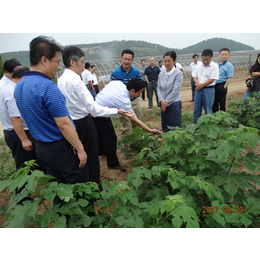 福建北美冬青盆栽-福建北美冬青-陌上源林(多图)