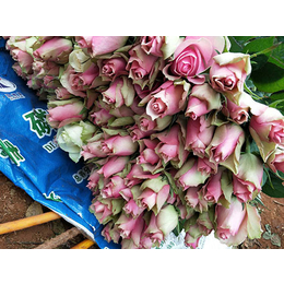 成都进口玫瑰苗哪家便宜,红瑞花卉(在线咨询),成都进口玫瑰苗